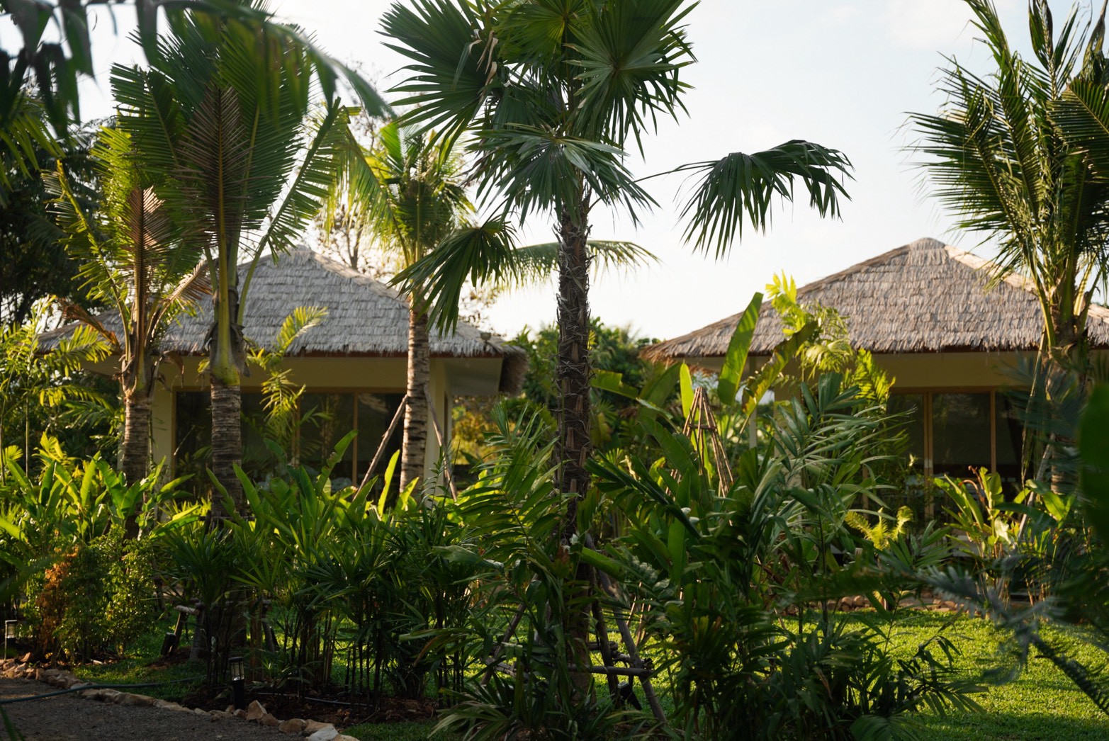 Garden palms