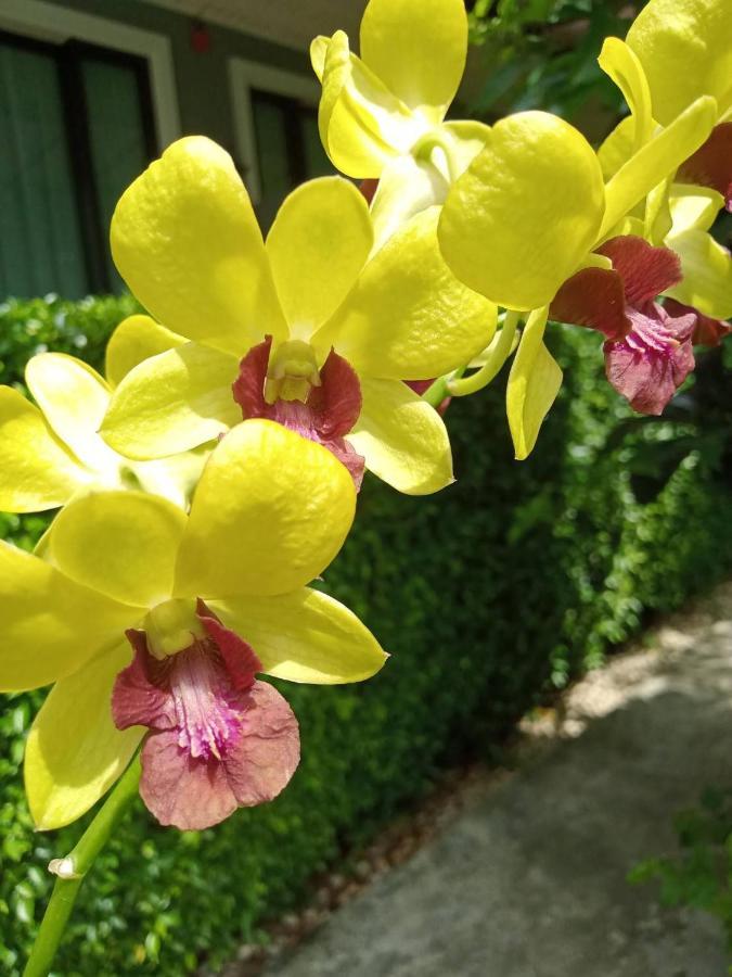 Yellow orchid bloom, the resort's namesake